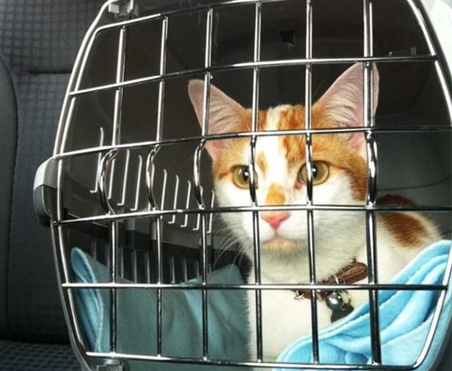 a cat enjoying it's comfortable paws en route pet relocation service to its destination