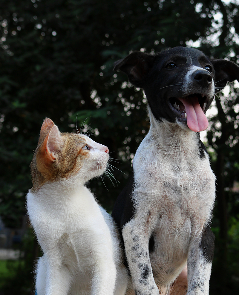 a happy cat and dog after a fun and exciting pet relocation service